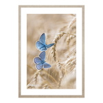 Obraz modré motýle BLUE NATURE II 53 x 73 cm