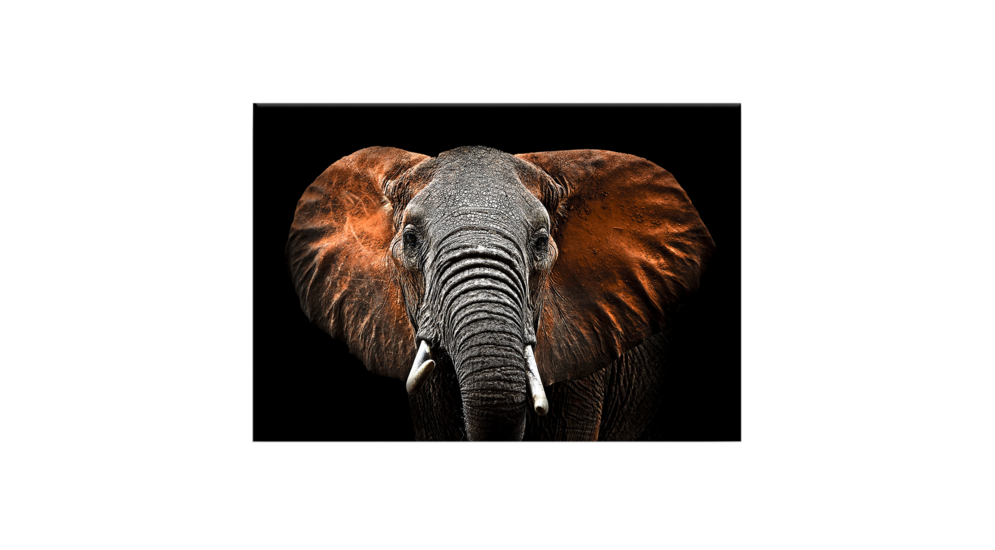 Obrázok CANVAS ELEPHANT 85x113 cm