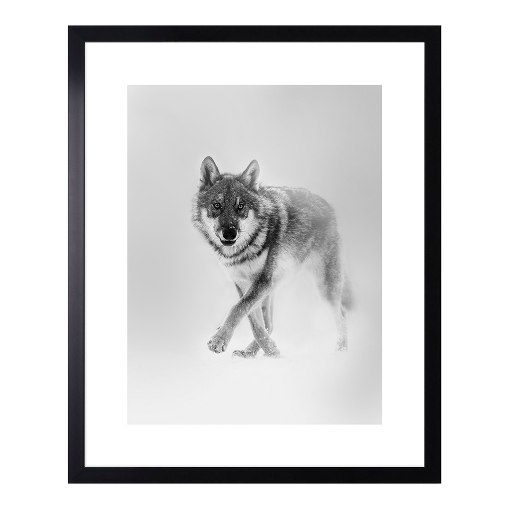 Obraz WOLF 43 x 53 cm