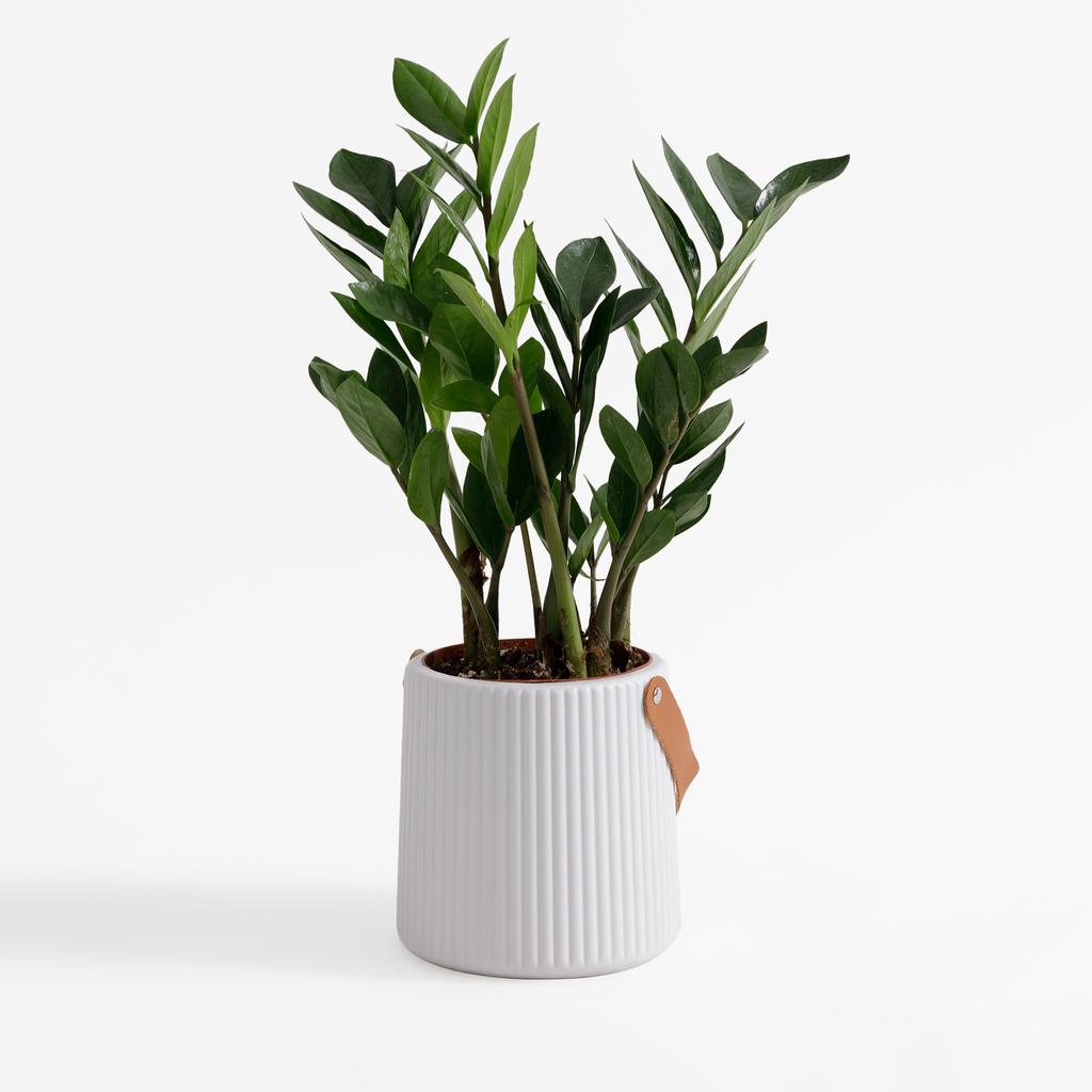 Kvetináč s rukoväťou biely 15 cm