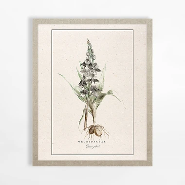 Obraz s orchideou BOTANIC 40x50 cm