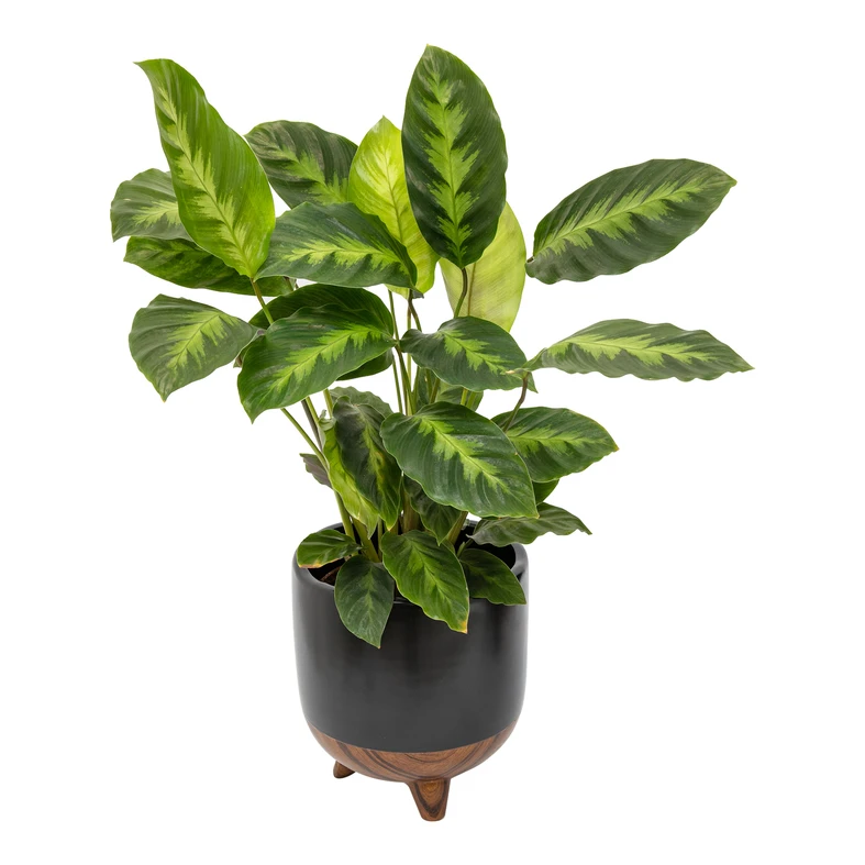 Dekoratívny keramický kryt čierno-hnedý 12,5 cm