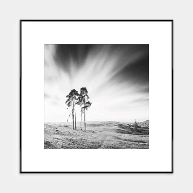 Obrázok ARTBOX TREES 50x50 cm